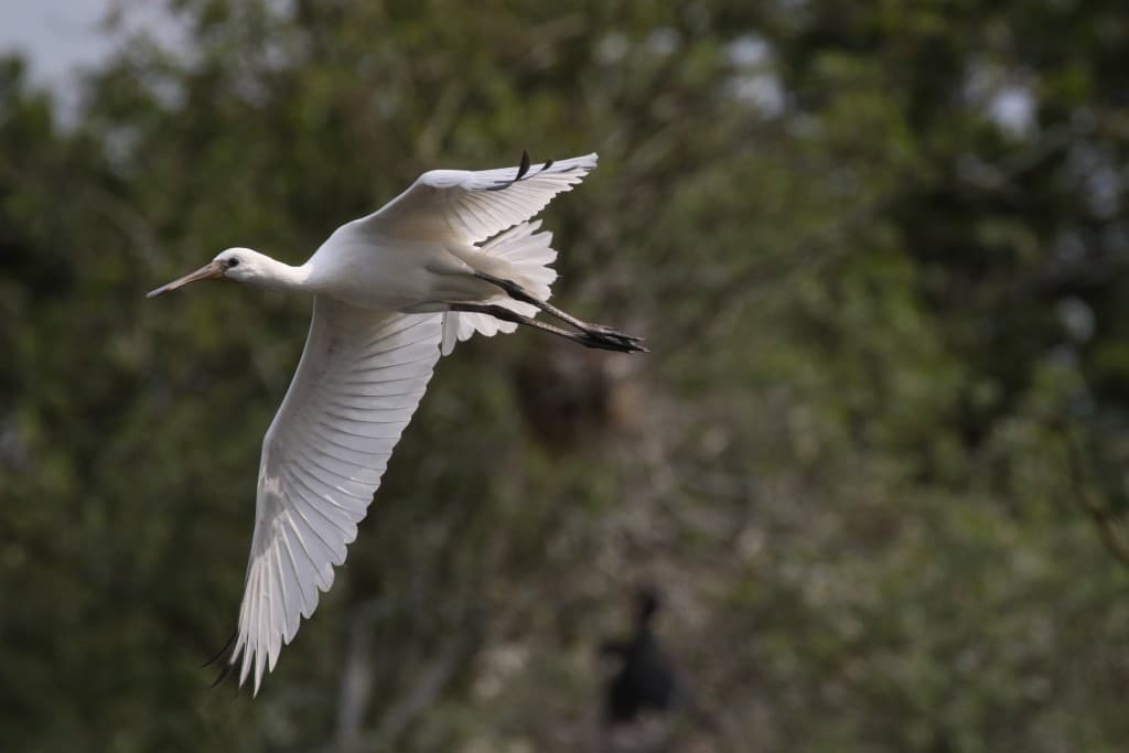 10 spoonbill_juv_1_june_13