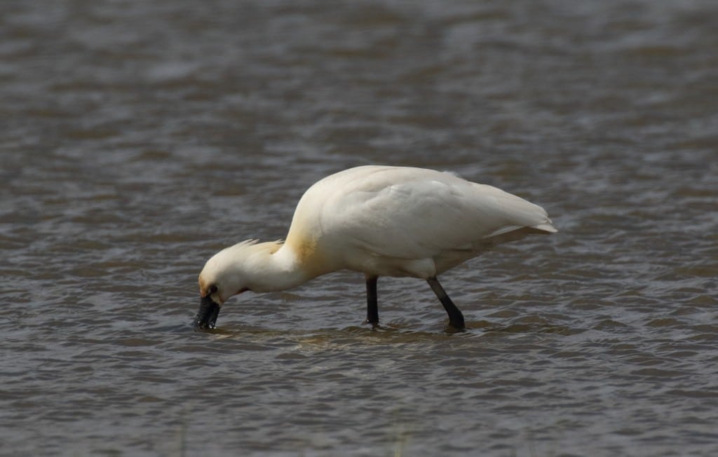 10 spoonbill_may_11_5