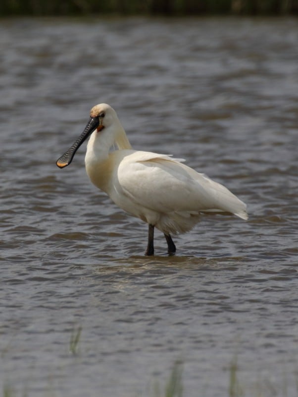 10 spoonbill_may_11_8