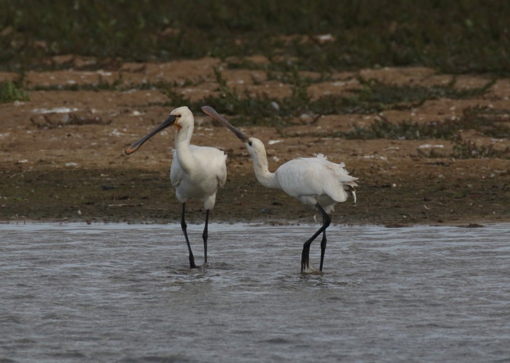 10 spoonbill_sept_18_15