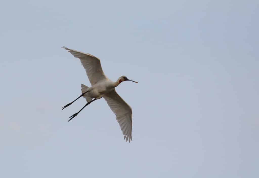 10 spoonbill_sept_18_18