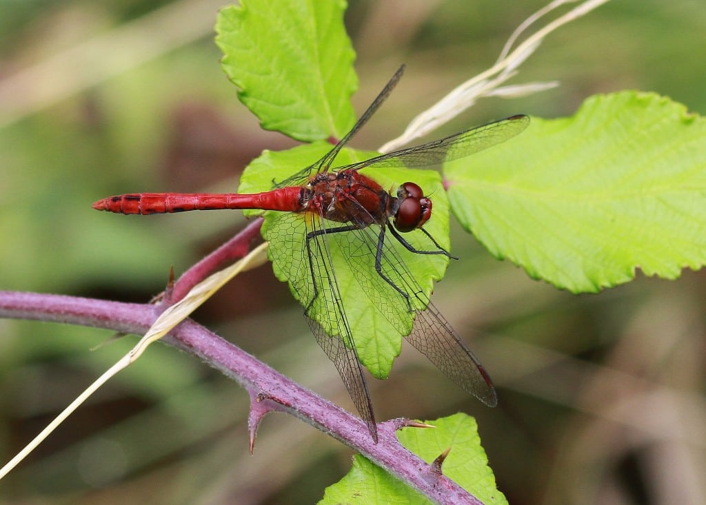 105 .Ruddy_Darter_male