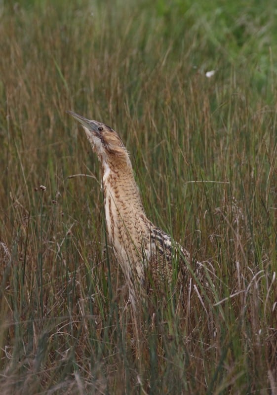 105 Bittern_blog