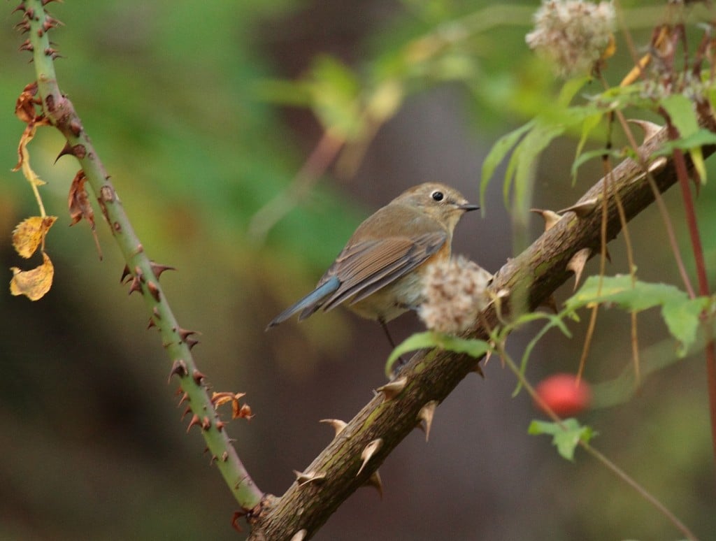 108 Bluetail