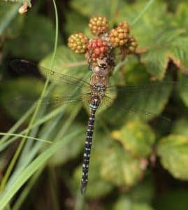 108 Migrant_Hawker