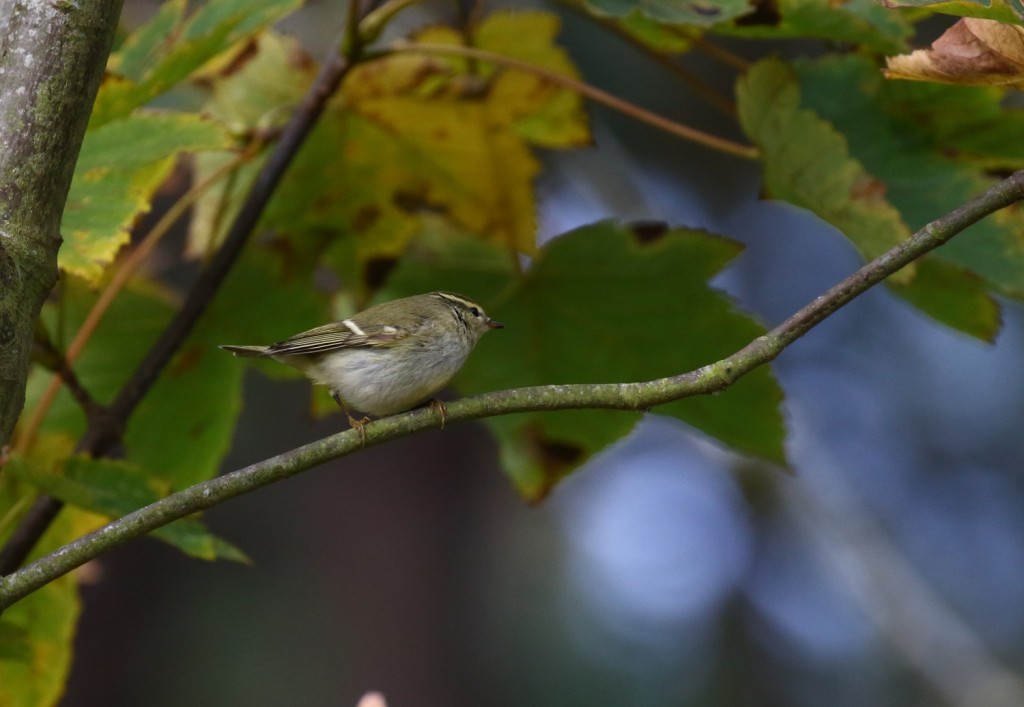 108 Yellow-browed_warbler
