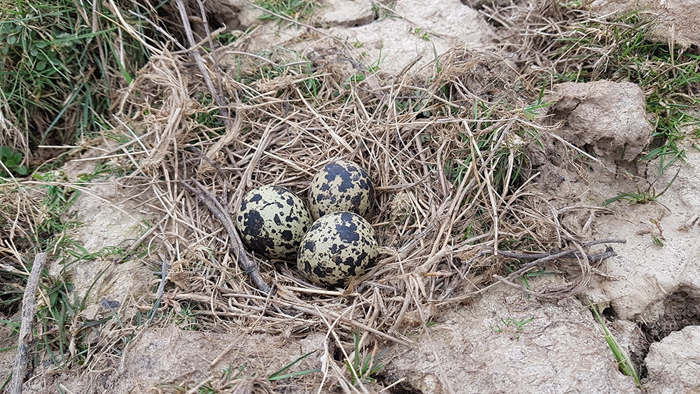 110 lapwing-eggs_1