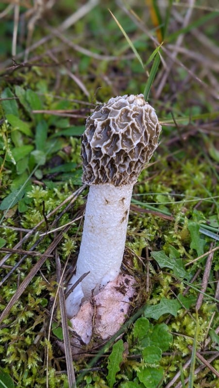 113 Dune_Stinkhorn