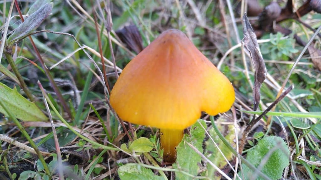 113 Dune_Waxcap