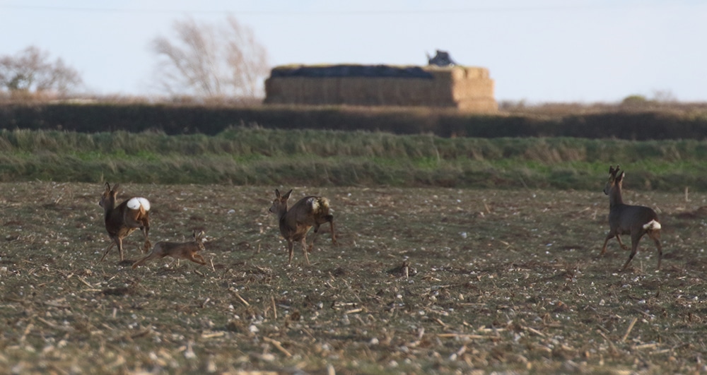 118 Roe-deer-and-hare