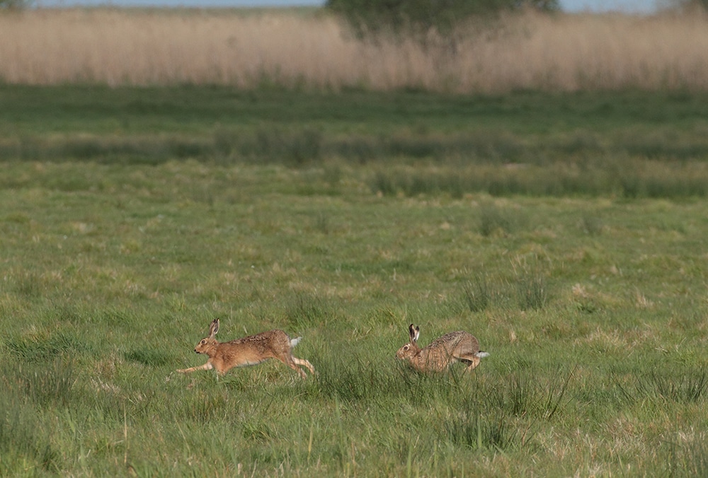 118 hares-holkham