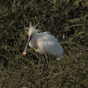 128 Spoonbill_4AAdult_Male_AB