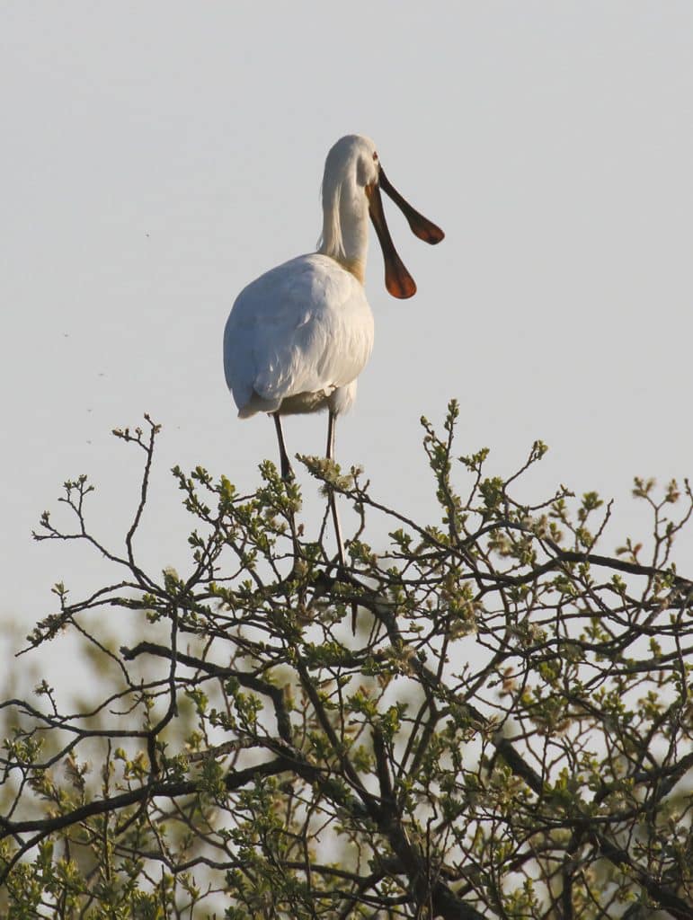 128 Spoonbill_april_23_2