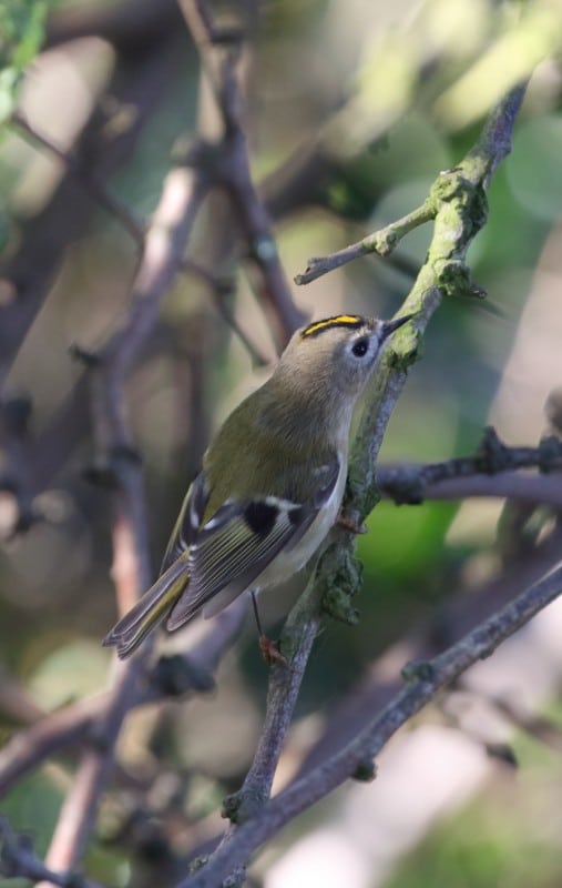 134 Goldcrest_oct_28_1