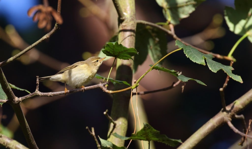 134 willow_warbler_1