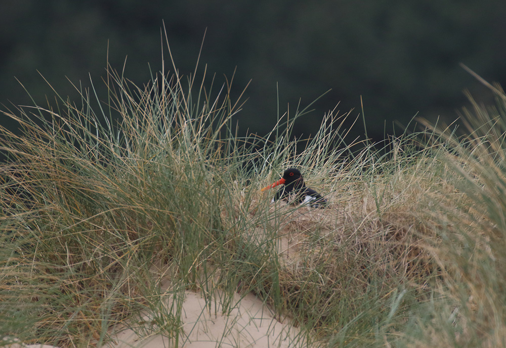 139 Oyster_catcher_on_nest_Andy_B
