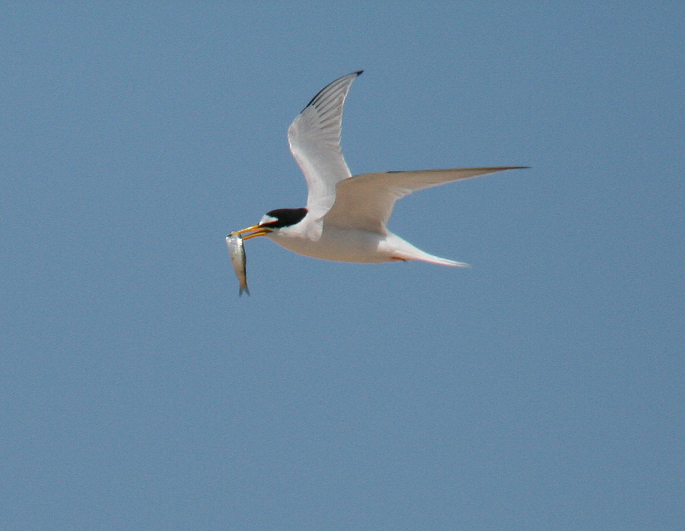 139 little-tern
