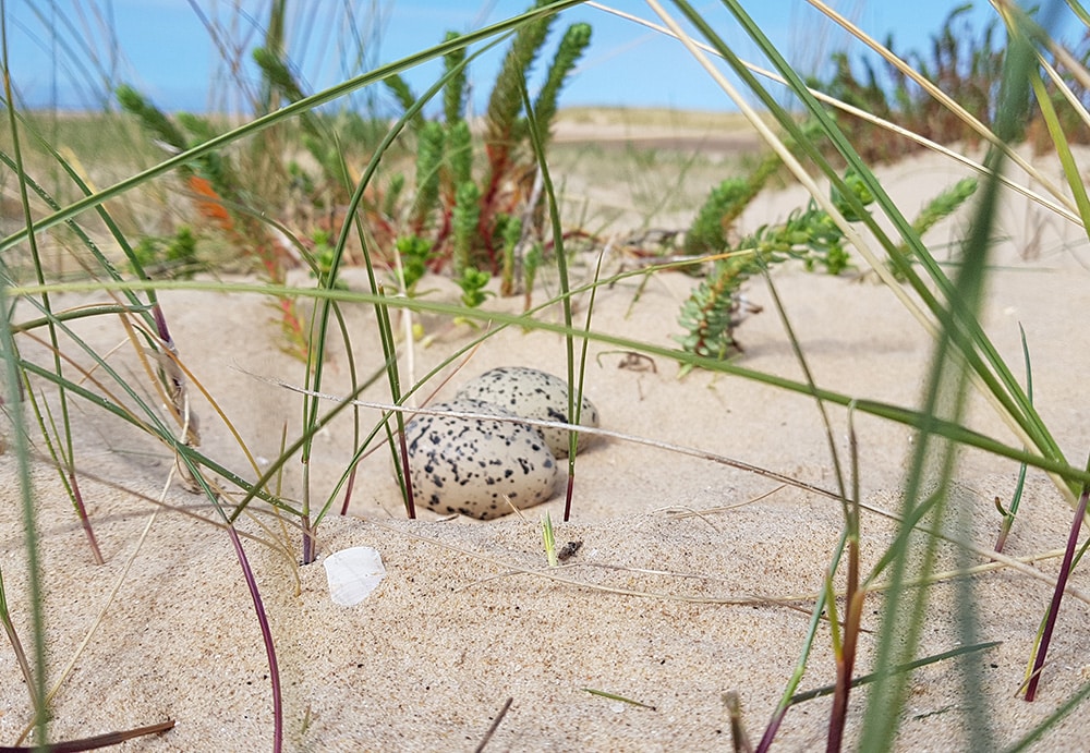 139 oystercatcher-nest