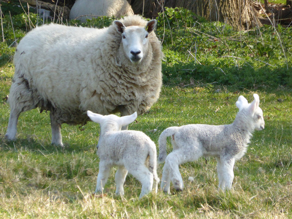 139 sheep-and-lambs