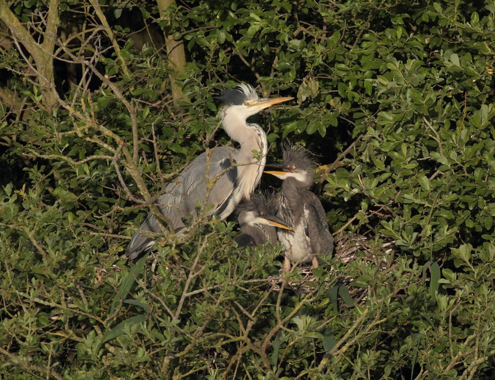 18 grey-heron-nes-holkham