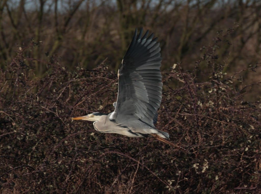 18 heron_holme_2