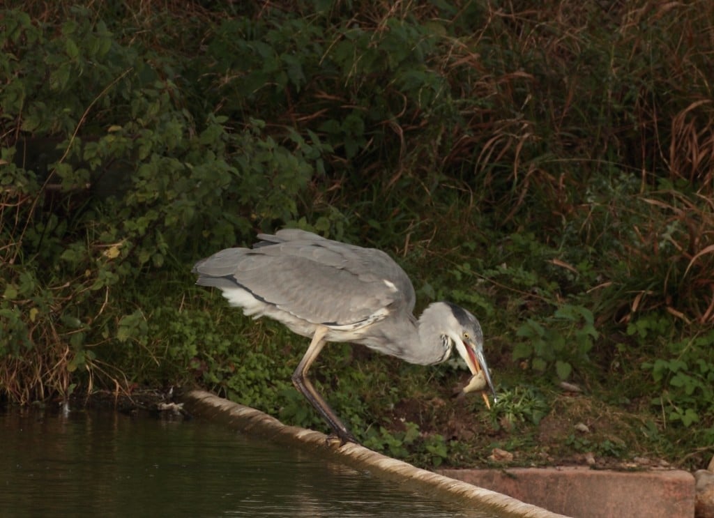 18 heron_with_fish