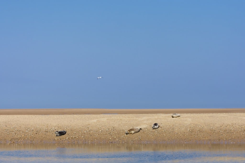 2 Seals_on_Wells_Beach_-_Copy