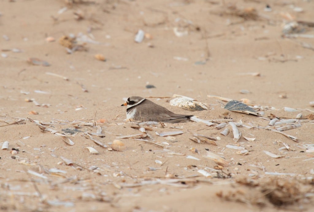 2 nesting_Ringed_Plover