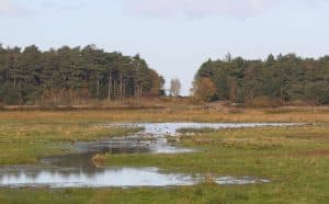 23 1._The_Grazing_Marshes_at_Holkham_with_features_created_for_birds_to_feed_in_and_from_