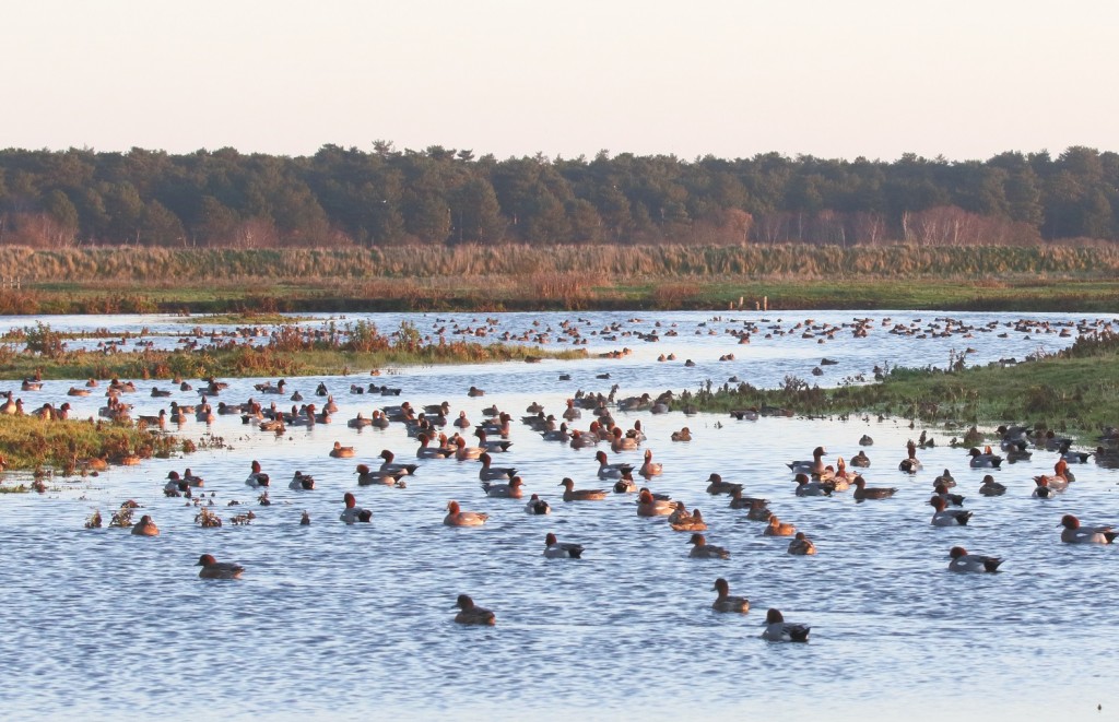23 2._Wigeon_flock_in_their_thousands_to_Micklefleet_Marsh_beside_Lady_Annes_Drive_