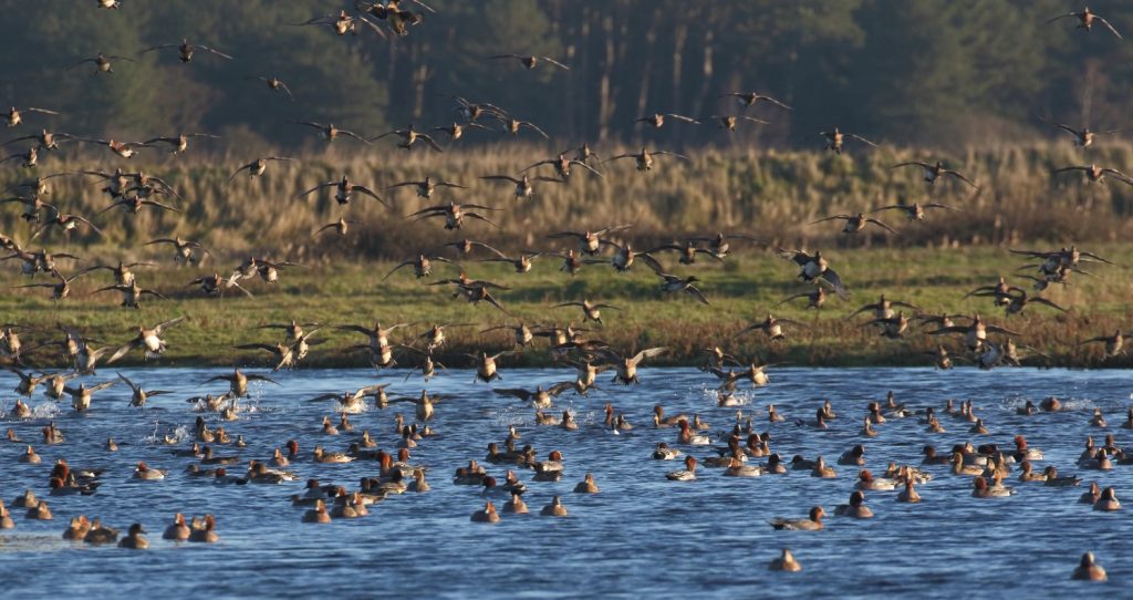 23 4._The_Wigeon_constantly_come_and_go_as_raptors_such_as_Peregrines_and_Marsh_look_for_an_easy_kill_