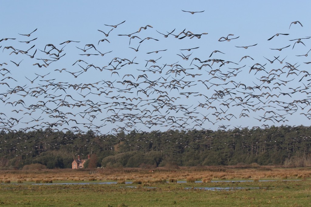 23 6._As_usual_the_marshes_filled_up_with_thousands_of_Pinkfeet_geese_during_November_and_December_