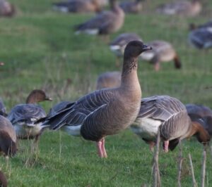 30 Pinkfeet_jan_20_7