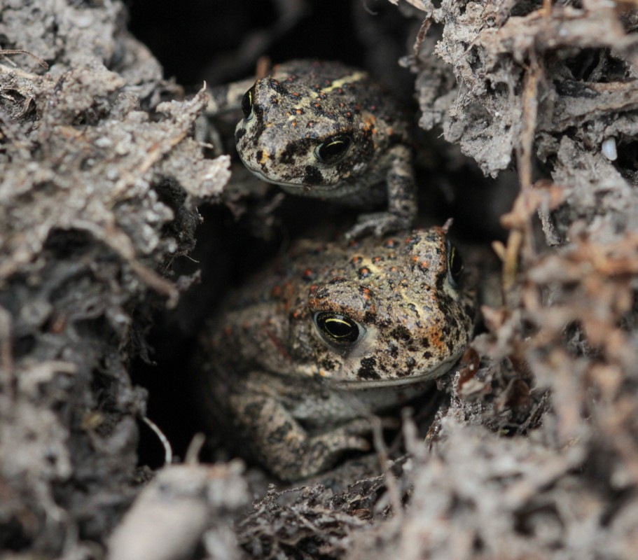 37 toads