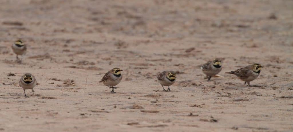 77 Shore_lark_Capture