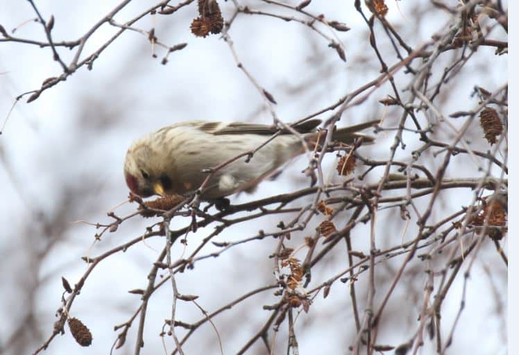 77 arctic_redpoll_2_Capture