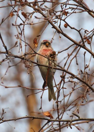 77 mealy_redpoll_Capture