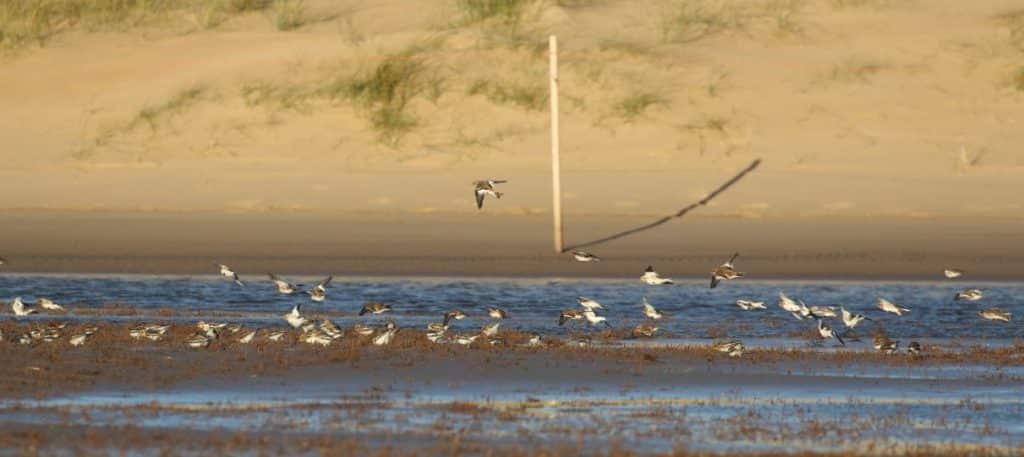 77 snow_bunting_2_cpture