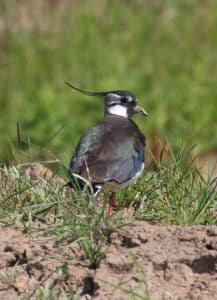85 Lapwing_may_21