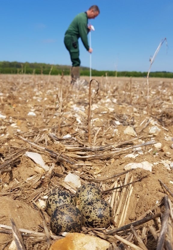 85 lapwing-eggs