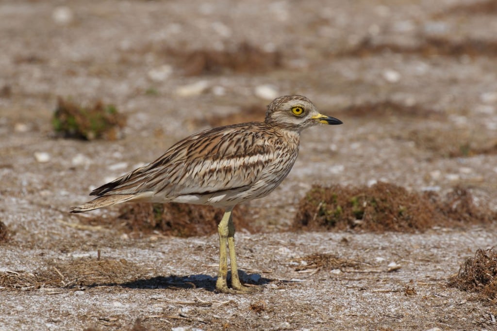 85 stone_curlew_edit