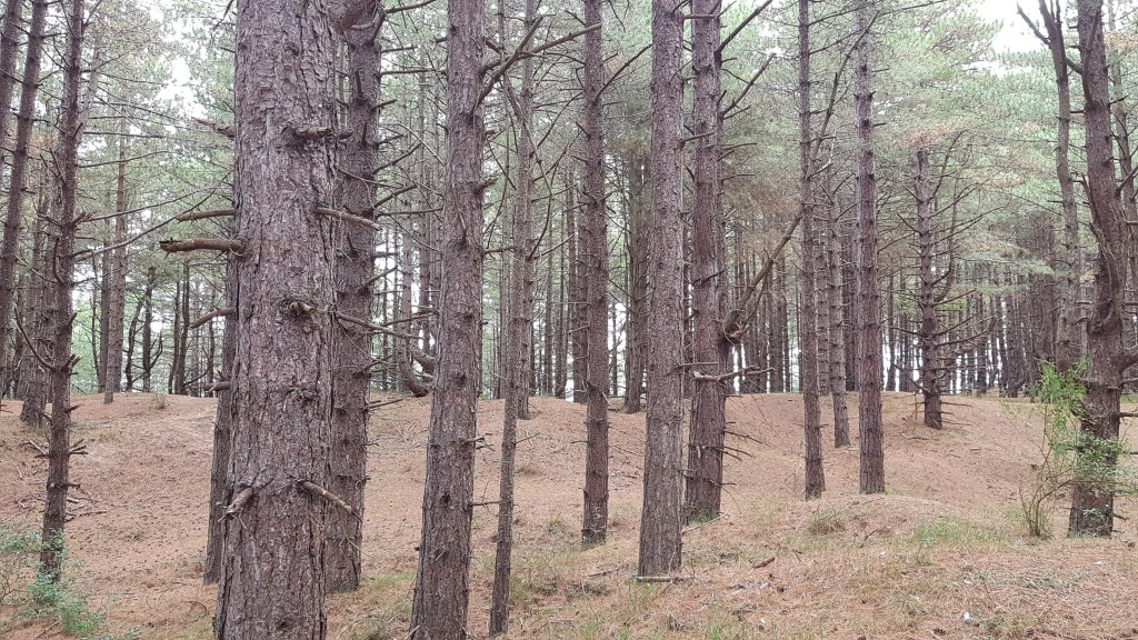 9 holkham_pinewoods