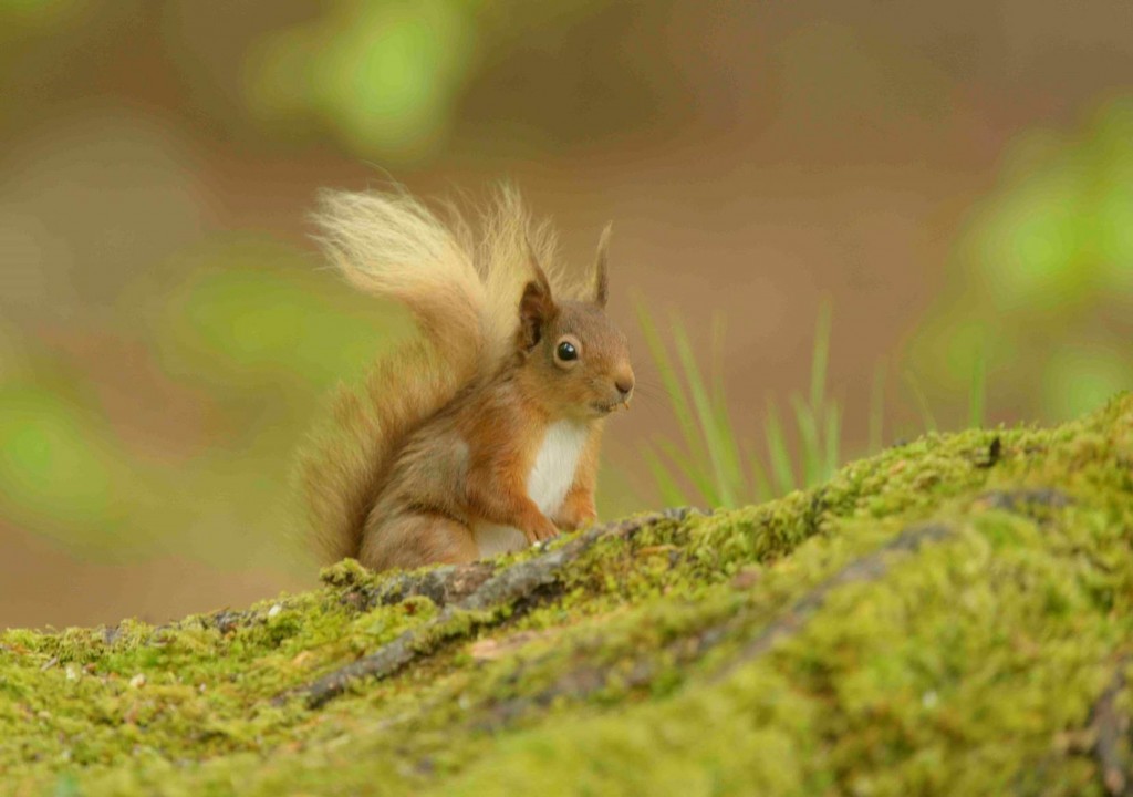 9 red_squirrel