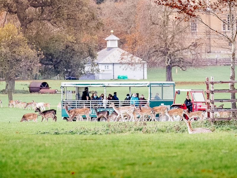 Deer & Wildlife Safari, Holkham Park | Hop aboard our tractor-trailer for a whistle-stop journey around Holkham deer park. Sit tight while our knowledgeable guides tell you all about the resident herd of Fallow Deer that call Holkham home. | tour, tractor, trailer, guide, wildlife, farm, parkland, deer, fallow deer, birds, birdwatching
