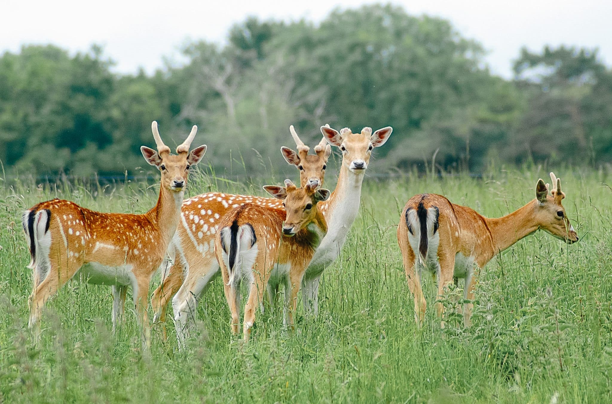 Deer and Wildlife Walk