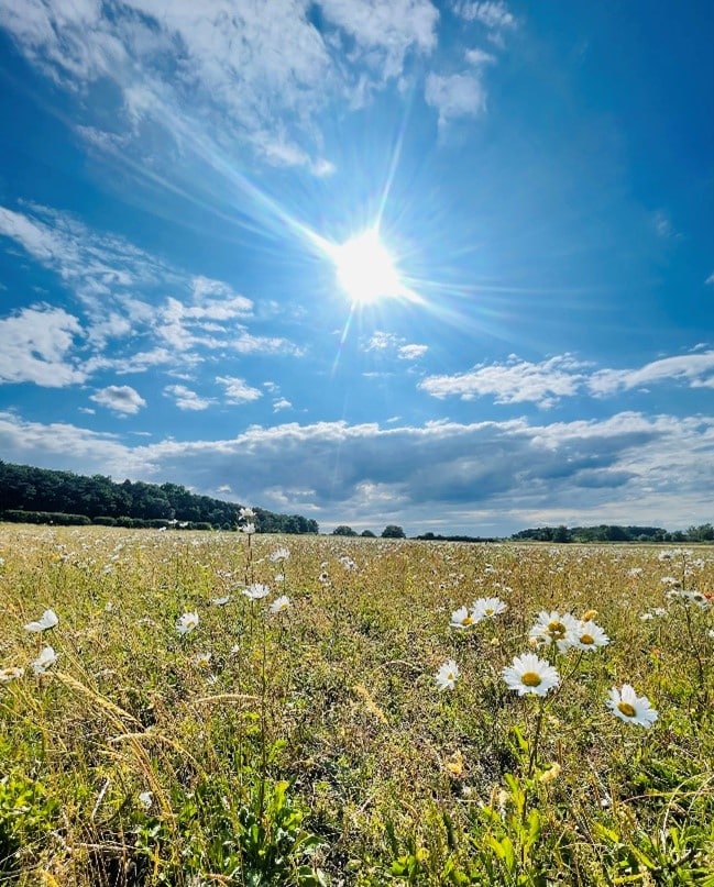 Species rich wildflower planting through the Holkham Nature Initiative