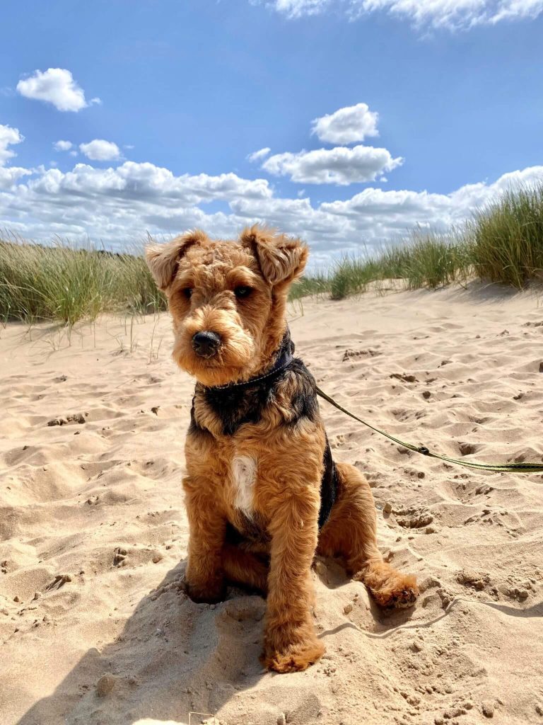 A dog on a lead sits in the sand on Holkham Beach.