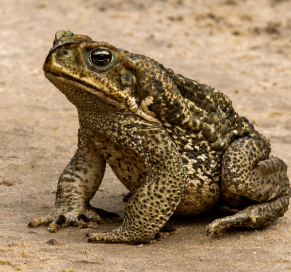 A natterjack toad sitting on sand