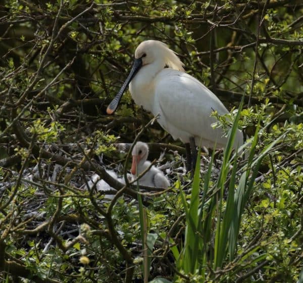 A spoonbill in a nest with it's teaspoon