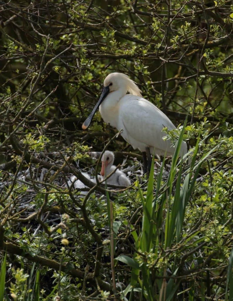 A spoonbill in a nest with it's teaspoon